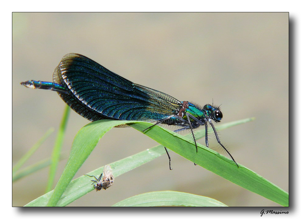 Libellula - fiume Sele