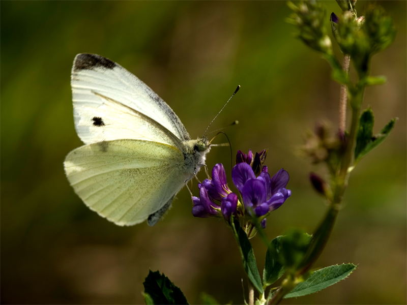 la prima bianca (per me)