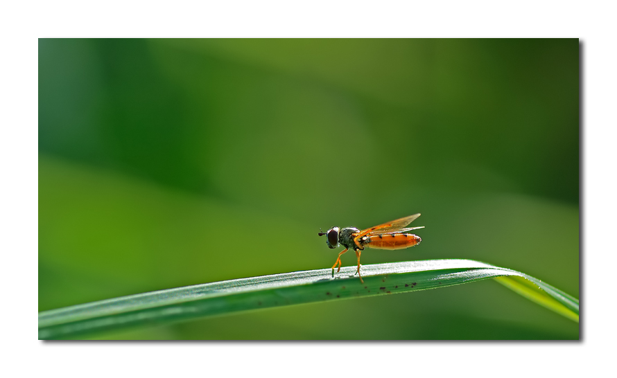 se il buongiorno si vede dal mattino...