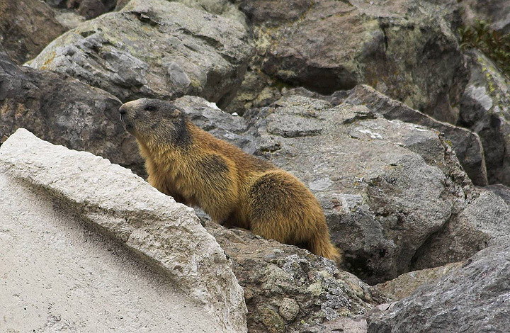 prima marmotta del 2007..