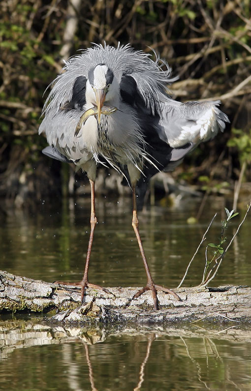 Renzo-Airone cenerino a pranzo