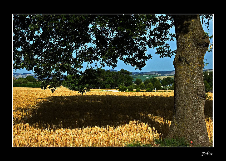 Il ricco sole del grano