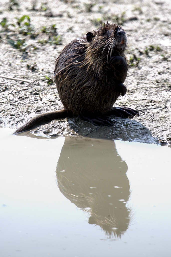 Nutria