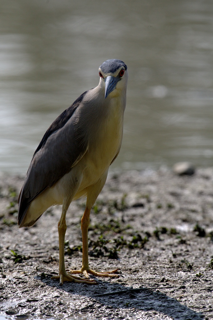 Nitticora, a me gli occhi