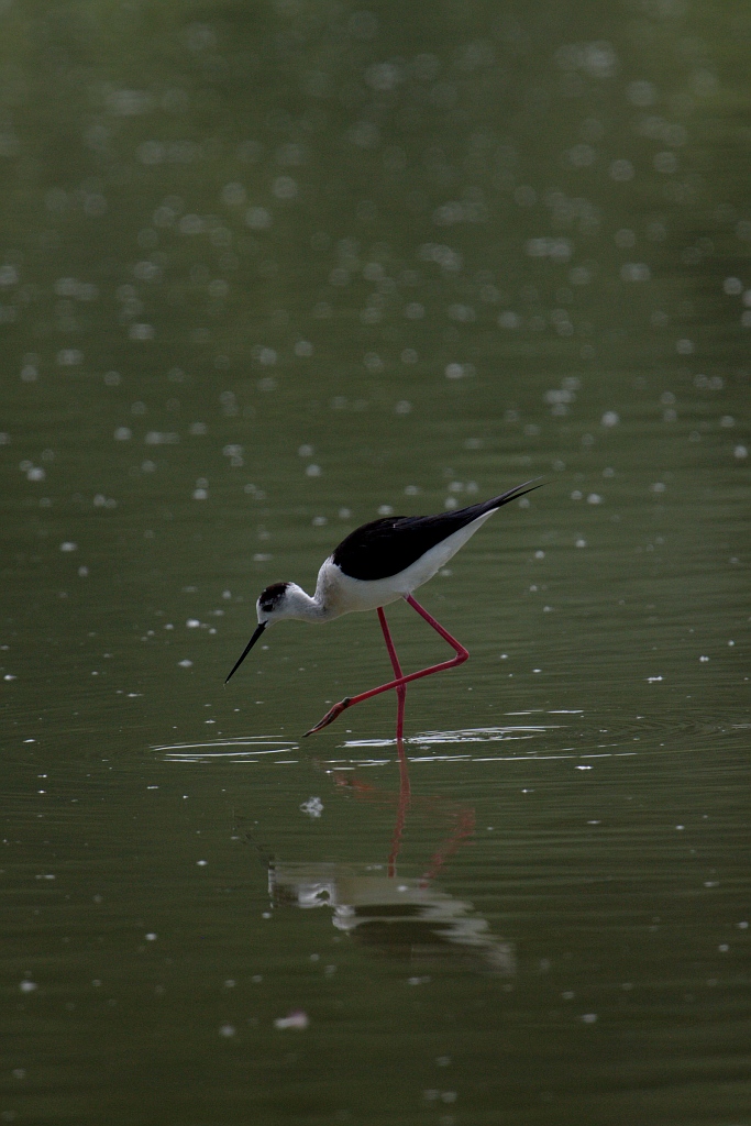 Geometrie del Cavaliere