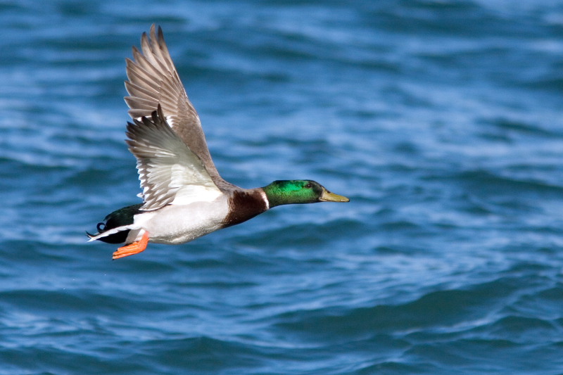 ancora germano reale