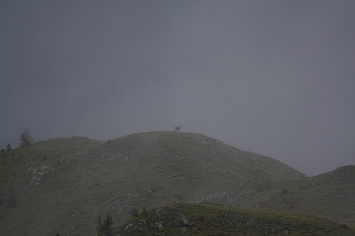 solo nella nebbia......