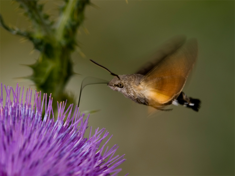 macroglossa stellatarum