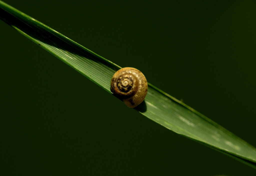 piccola su un filo d'erba!