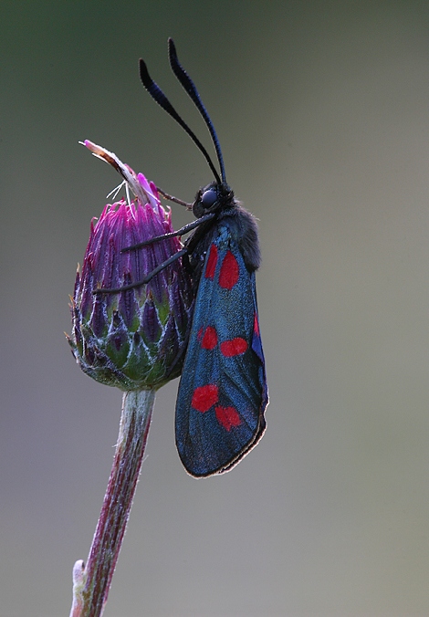 Zygaena filipendulae