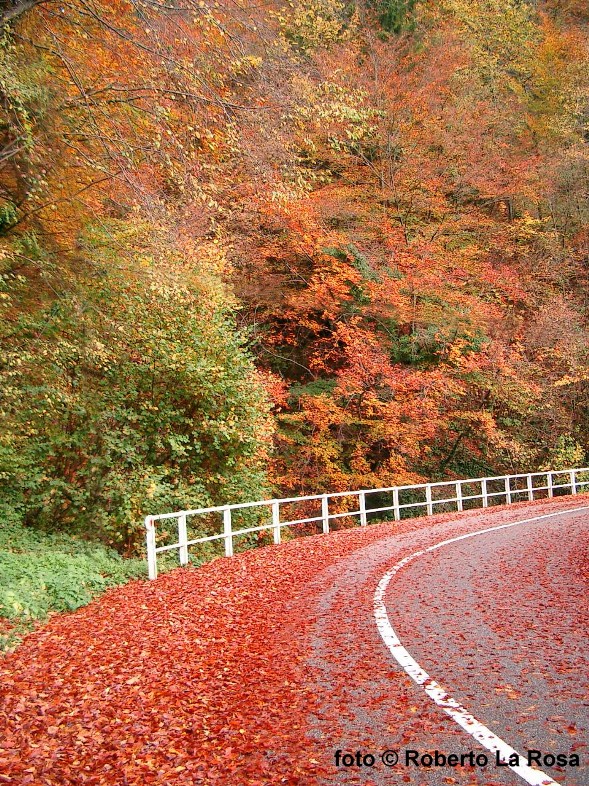 Strada d'autunno