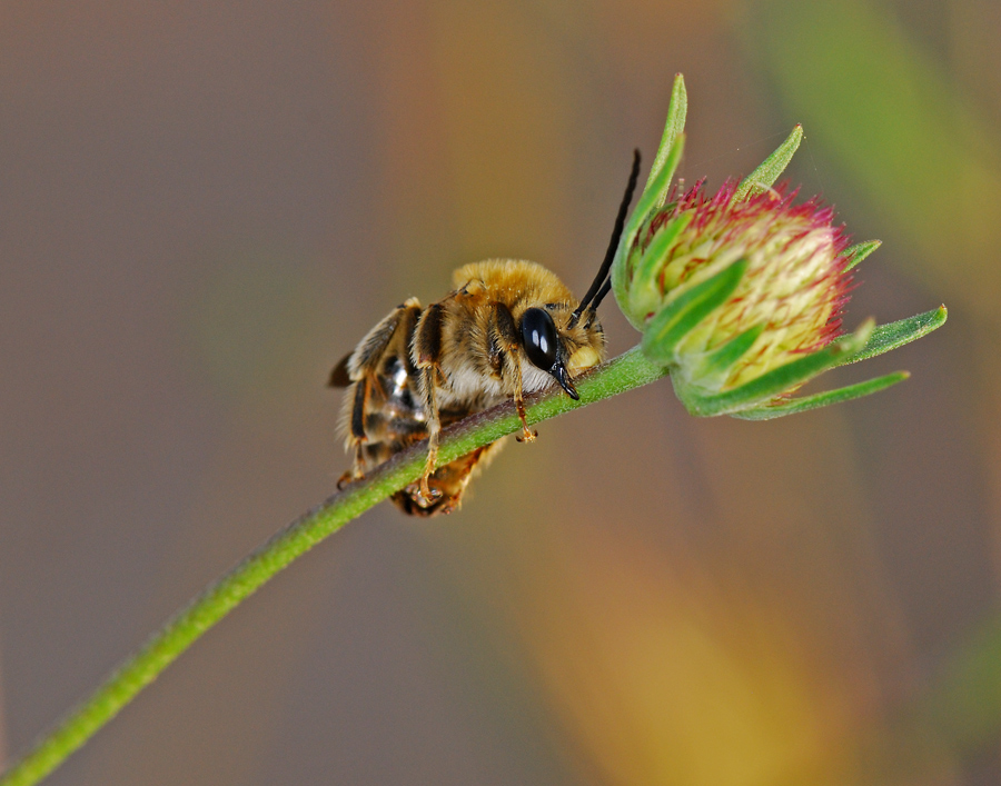 alla conquista del fiore