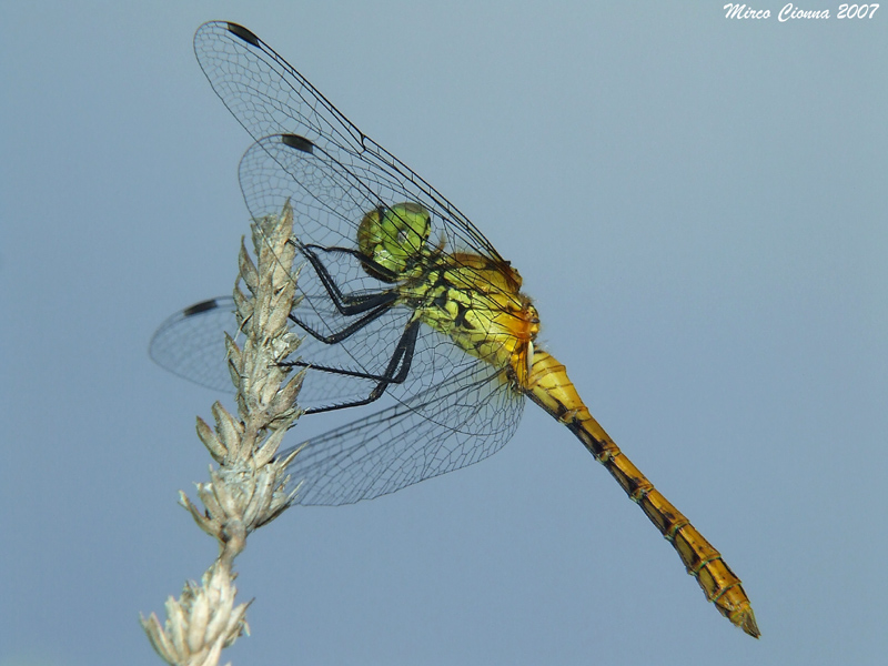 Libellula