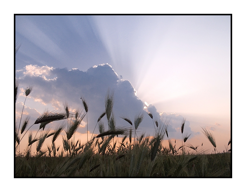 Luce.......... fra le spighe