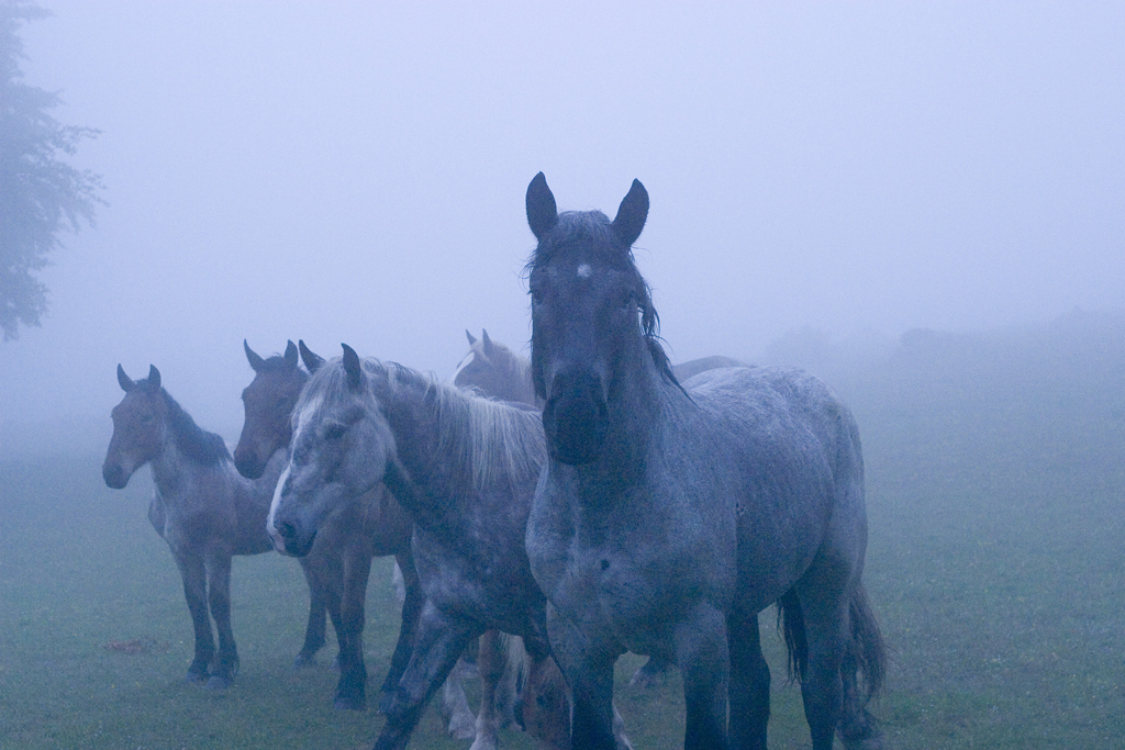 furia cavallo del west