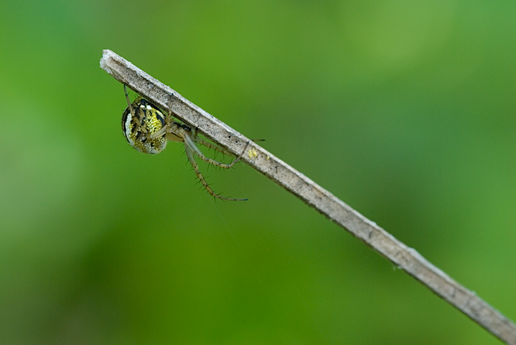 ..un simpatico amichetto