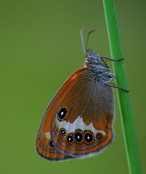 Coenonympha arcania