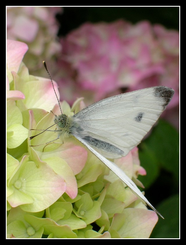 Hey dolcezza...(dedicata a tutti i macronisti)