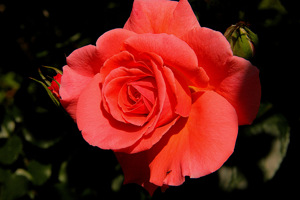 Dedicata a Clara Ravaglia, passiflora e takeiteasy