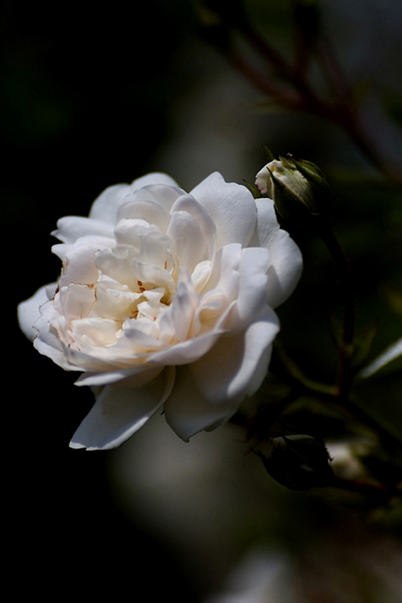 rosa bianca