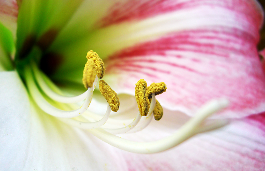 giallo, rosa e verde