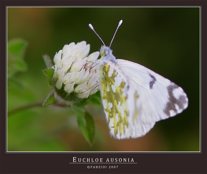 Sfocato... ma non solo, ovvero.........
