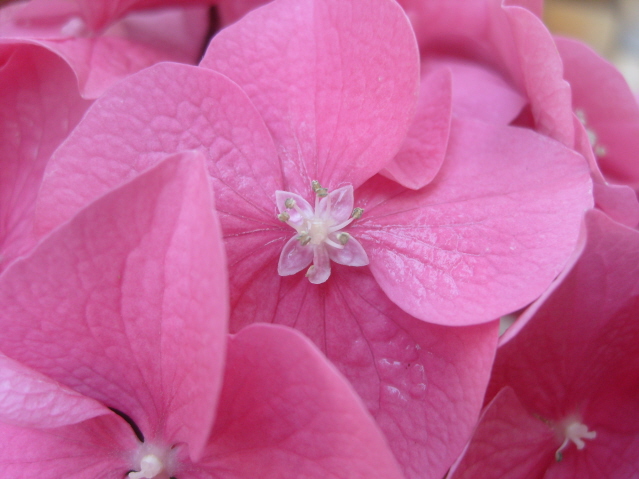 le mie ortensie rosa..