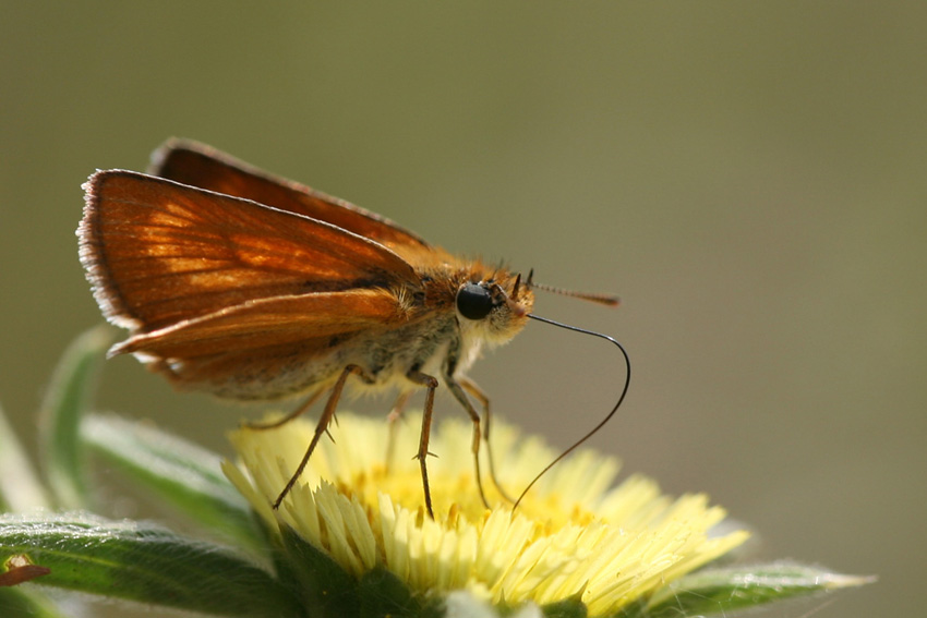 color : Marron glac�