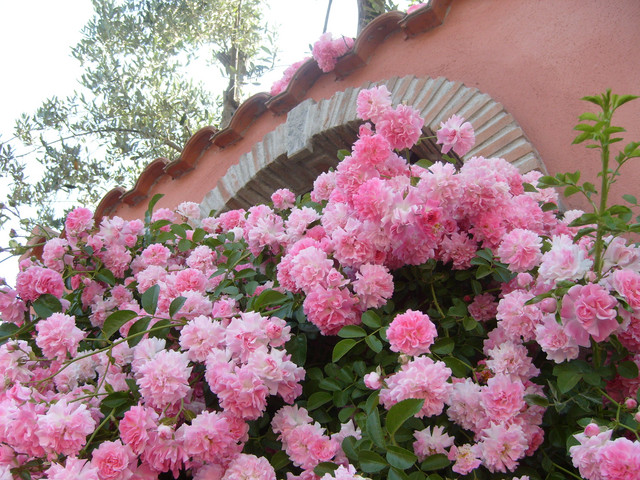 delicate roselline..