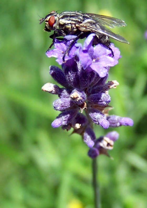 occhi arrossati.....