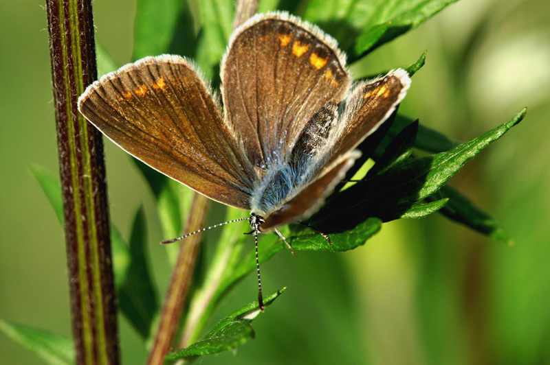 ore 19,30 del 07/06/07/ un raggio di sole ed ecco aprirsi le ali