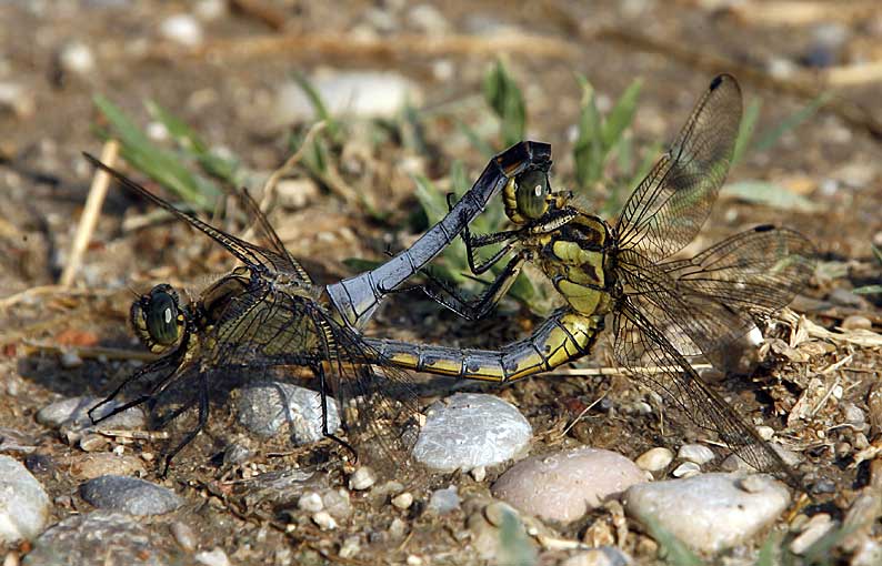 Renzo-Libellule in amore