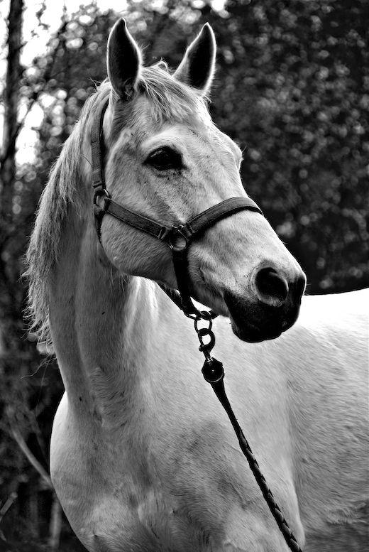 White horse backlighted
