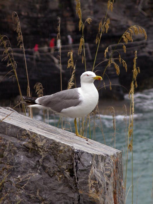 Gabbiano a Porto Venere