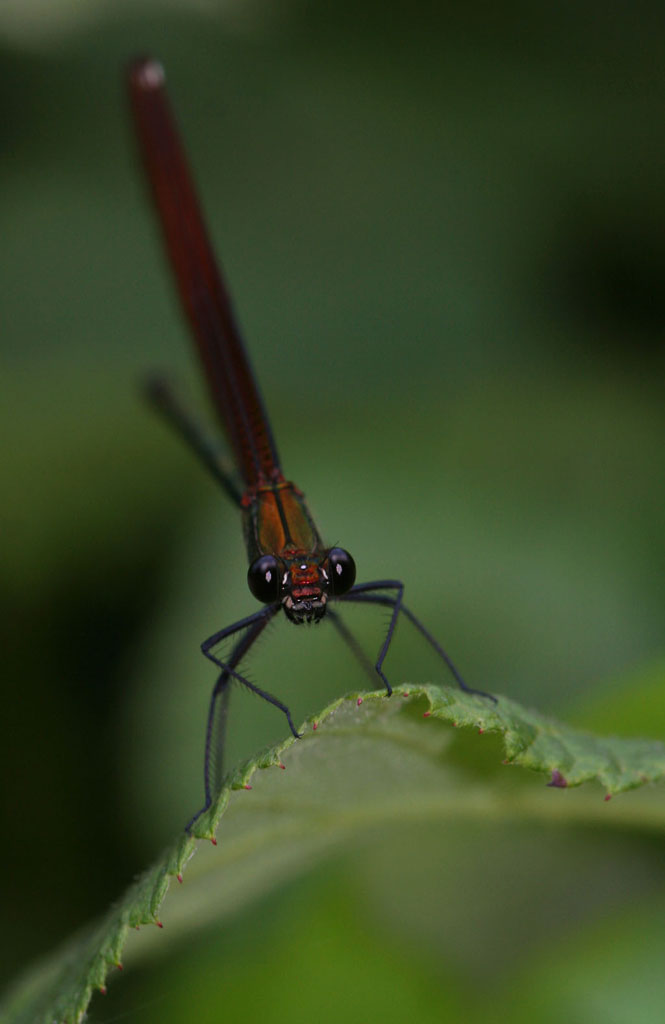 guardami..guardami..