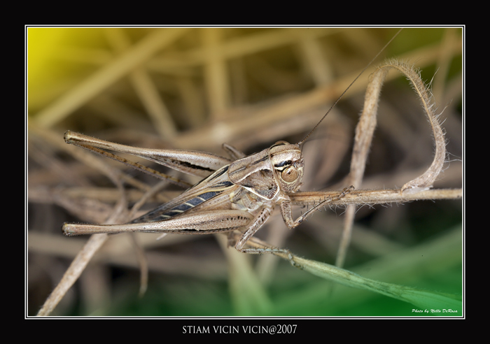 "Stiam vicin vicin@2007"