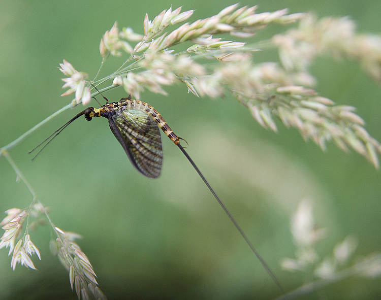 Effimera  ( mi pare )