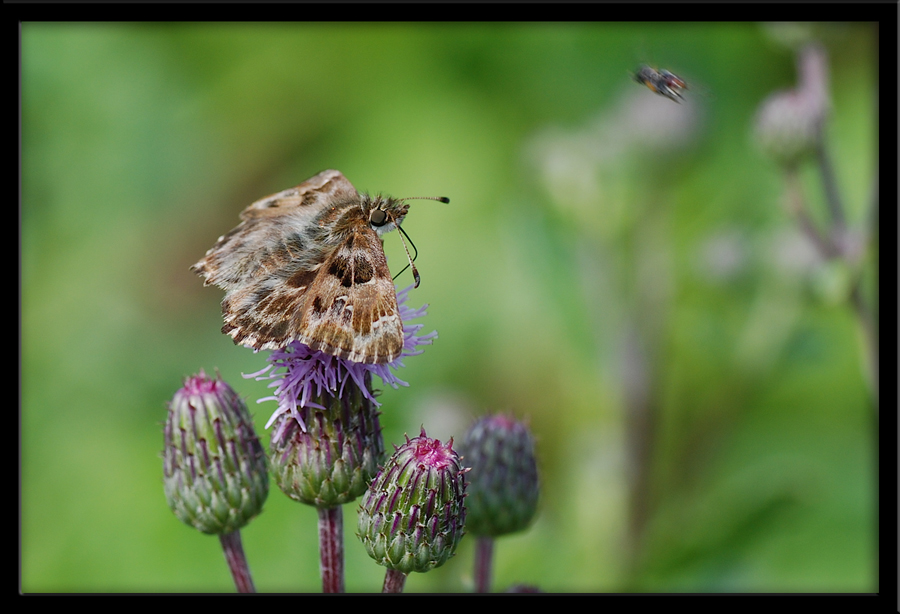 Quasi quasi ti prendo....