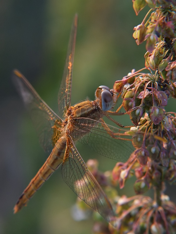 i colori del tramonto