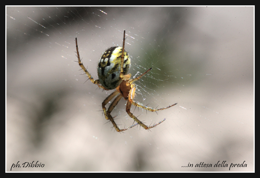 in attesa della preda