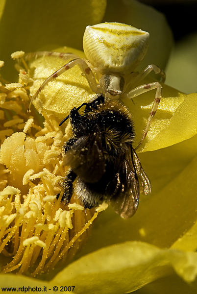 ..:: killing me softly ::..