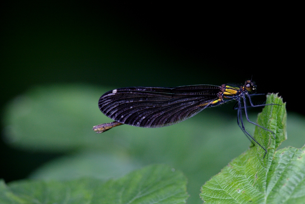 Libellula