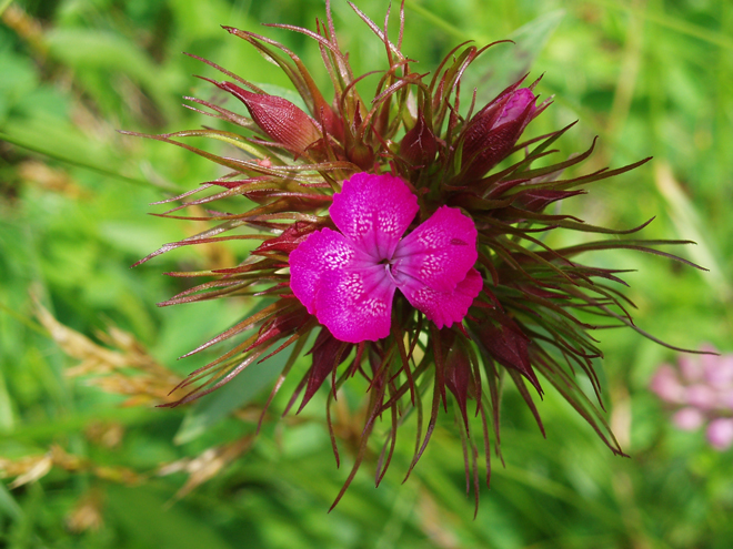 Un altro fiore.....scapigliato