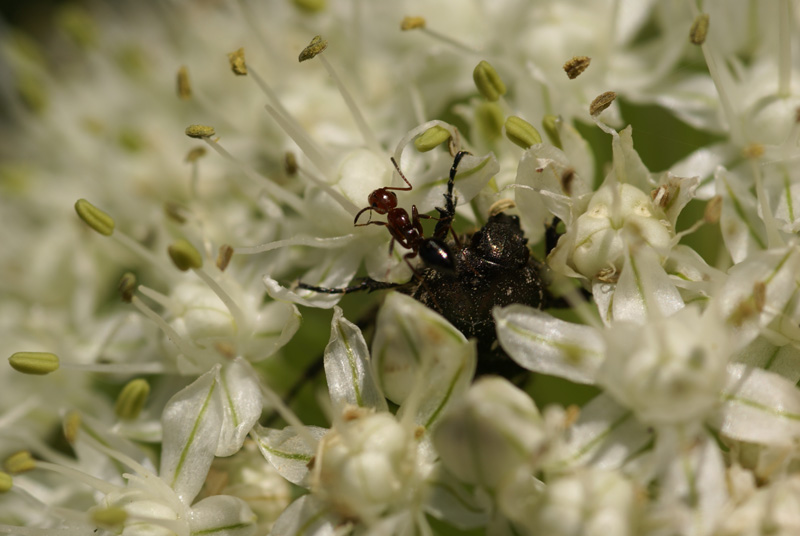 Il mostro esce dall'aglio