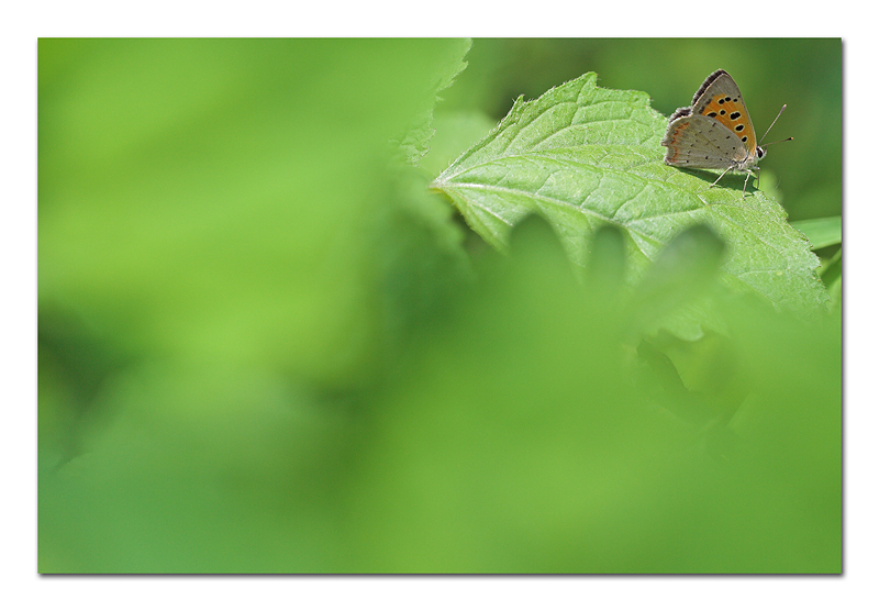 Forse un mattino andando