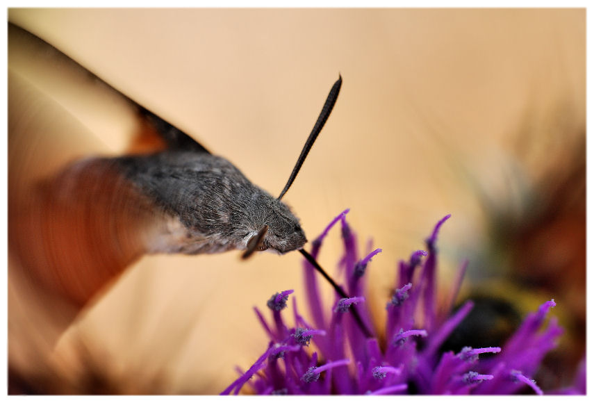 Macroglossa Stellatarum