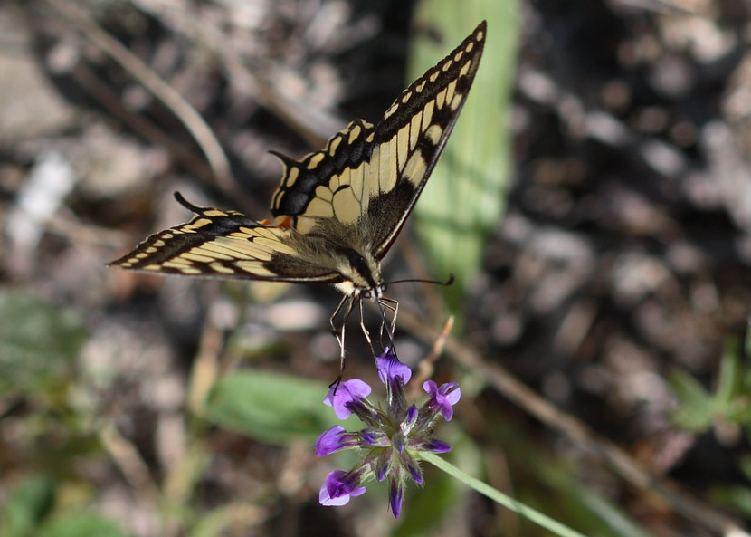 il mio primo macaone