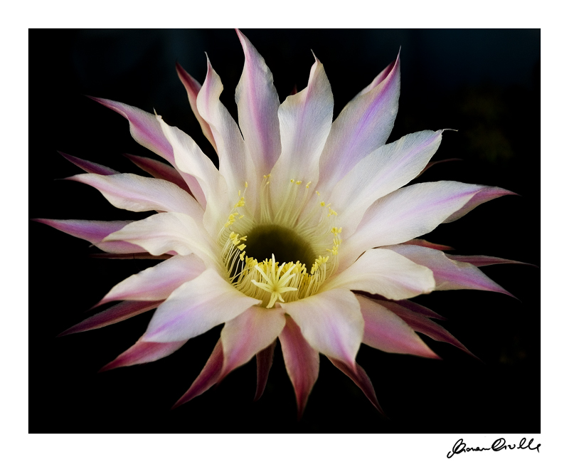 ...fiore in fiamma....