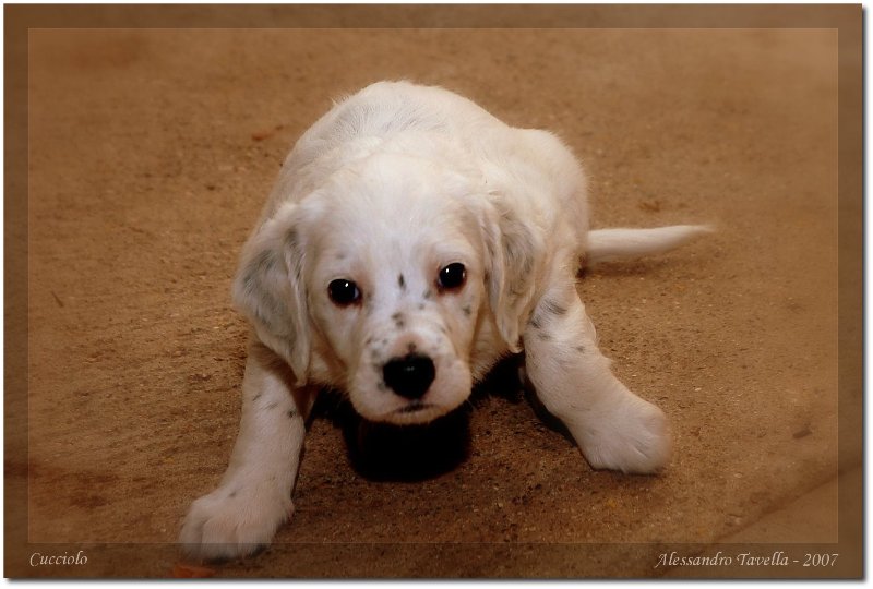 Cucciolo