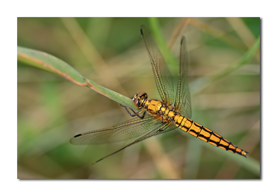 pronto per la parenza (dedicata a Pigi)